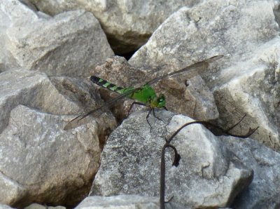 Eastern pondhawk male - Marquette County - August 6, 2011