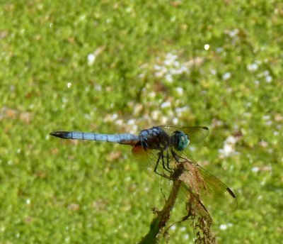 Eastern pondhawk female - Marquette County - August 6, 2011