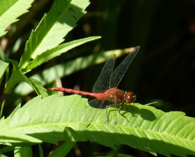 Cherry-faced meadowhawk - UW Arboretum, Madison, WI - August 14, 2011