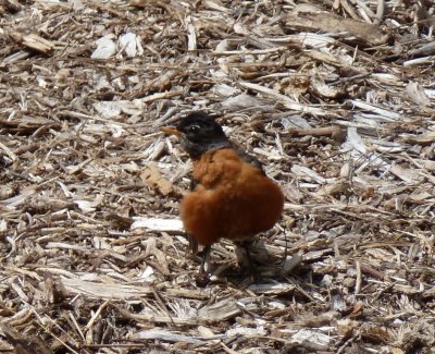 Robin - Fitchburg, WI - August 12, 2011 