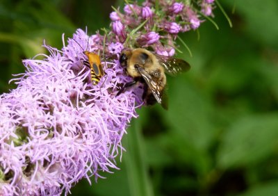 Bee and Insect on flower - Fitchburg, WI - August 12,  2011