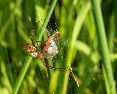 Spider - Verona, WI - August 27, 2011