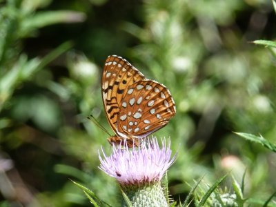 Aphrodite fritillary - UW Arboretum, Madison, WI - August 14, 2011 