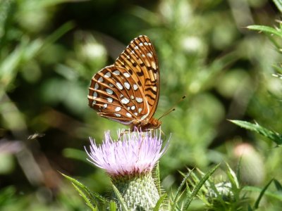 Aphrodite fritillary - UW Arboretum, Madison, WI - August 14, 2011 