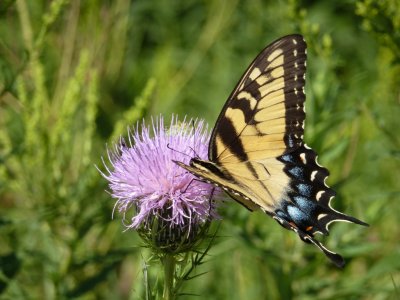 Eastern tiger swallowtails - GALLERY