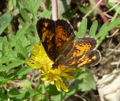 Pearl crescent - Marquette County, WI - August 6, 2011 
