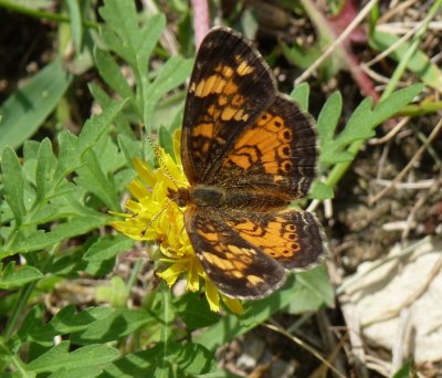 Pearl crescent - Marquette County, WI - August 6, 2011 