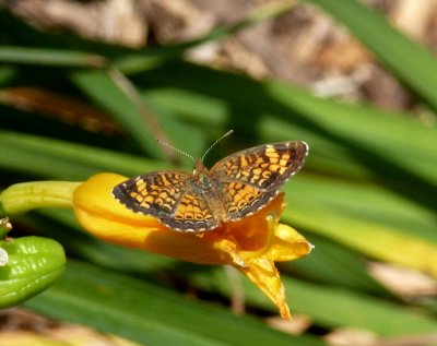 Pearl crescent - Fitchburg, WI - August  27, 2011 