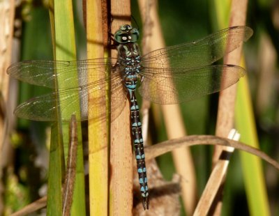 Canada darner dragonfly - McKee Park, Fitchburg, October 3, 2011 