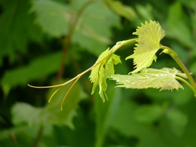 Leaves