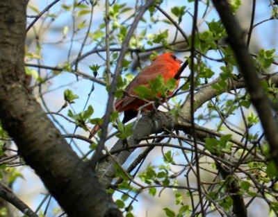 Cardinal - Stricker's Pond, Middleton, WI - April 2, 2012