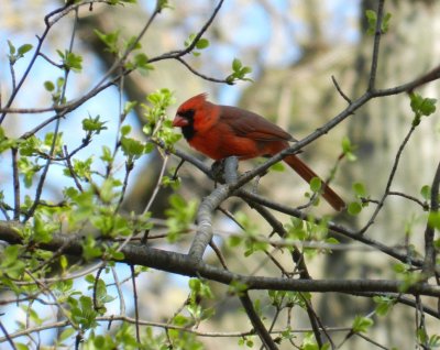 Cardinal - Stricker's Pond, Middleton, WI - April 2, 2012