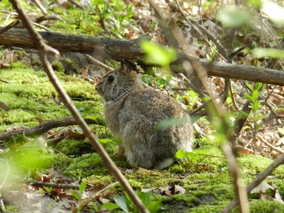 Rabbit - Stricker's Pond, Middleton, WI - April 2, 2012
