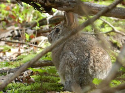 Rabbit - Stricker's Pond, Middleton, WI - April 2, 2012