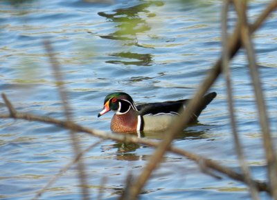 Wood ducks-GALLERY