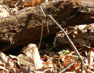 Mourning cloak under a log - Edna Taylor Conservancy, Madison, WI - 2012-03-29