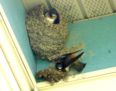 Cliff swallows - GALLERY