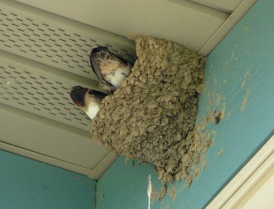 Cliff swallows - Fitchburg, WI, under apartment eaves - May 16,  2010 