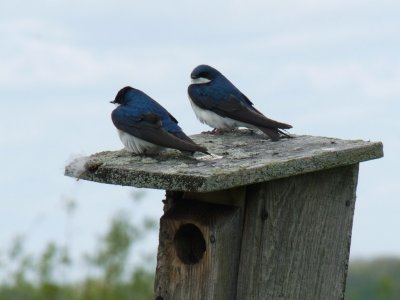 Tree swallows - Horicon Marsh, WI - May 9, 2010