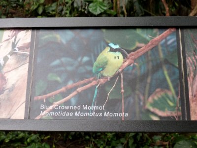 Blue crowned motmot - sign - March 28, 2012