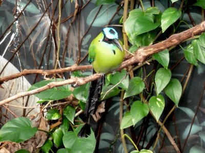 Blue crowned motmot - March 28, 2012
