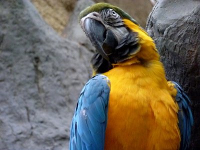 Blue and yellow macaw - March 28, 2012
