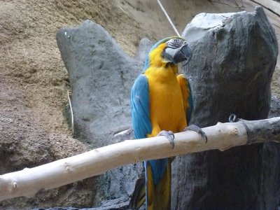 Blue and yellow macaw - March 28, 2012