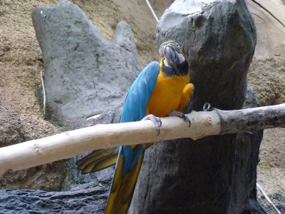 Blue and yellow macaw - March 28, 2012