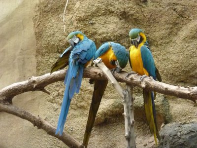 Blue and yellow macaws - March 28, 2012