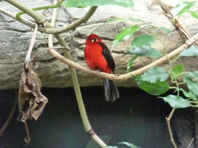 Brazilian tanager - March 28, 2012