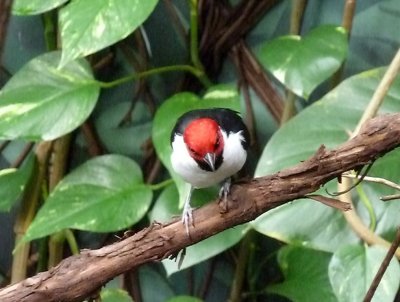 Red capped cardinal - March 28, 2012 