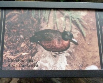 Chestnut teal duck - March 28, 2012 