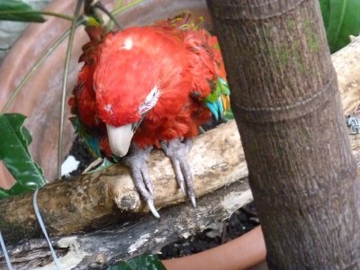 Green winged macaw - March 28, 2012 