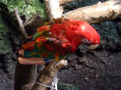 Green winged macaw - March 28, 2012 