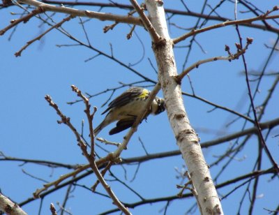 Yellow-rumped warbler - Stricker's Pond, Middleton, WI - April 23, 2011