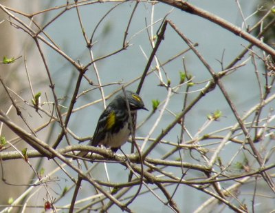 Yellow-rumped warbler - Stricker's Pond, Middleton, WI - April 30, 2011