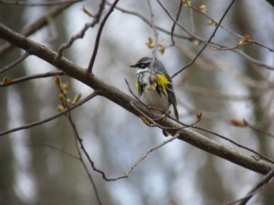 Yellow-rumped warbler - Stricker's Pond, Middleton, WI - April 23, 2011