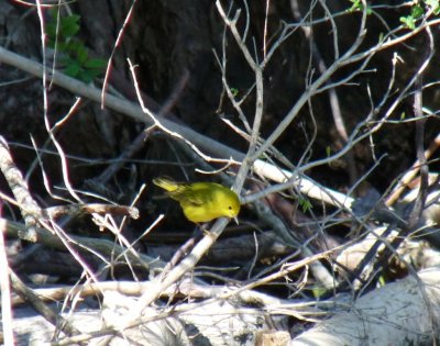 Yellow warbler - Horicon Marsh, WI - May 9, 2010