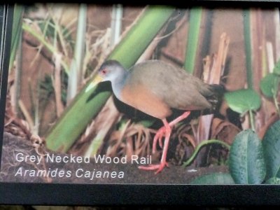 Grey necked wood rail - March 28, 2012 