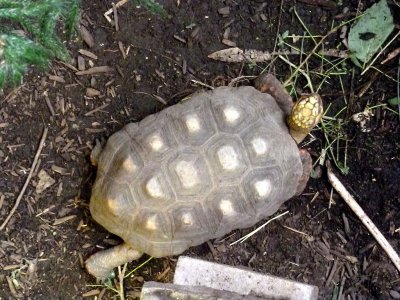 Red footed tortoise - March 28, 2012 