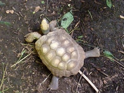 The other tortoise - March 28, 2012 