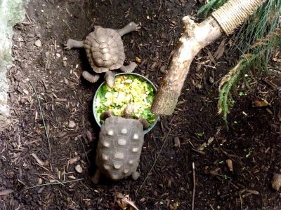 Sharing lunch with a different tortoise - March 28, 2012 