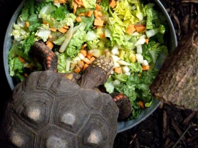 Red footed tortoise up close - March 28, 2012 