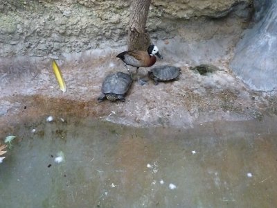 White faced whistling duck and turtles - March 28, 2012 