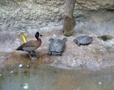 White faced whistling duck and turtles - March 28, 2012 