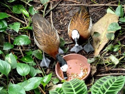 White faced whistling ducks - March 28, 2012 
