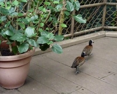 White faced whistling duck - walking merrily along the pedestrian walkway - March 28, 2012 