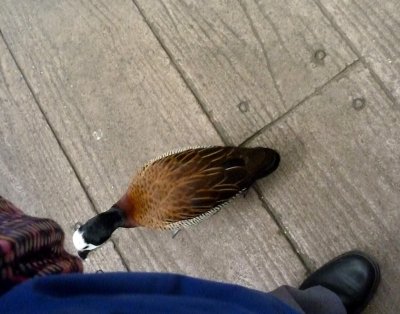 White faced whistling duck - by my foot - March 28, 2012 