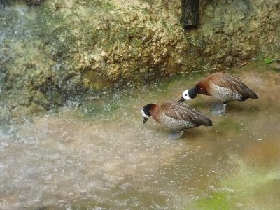 White faced whistling duck - March 28, 2012 