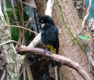 Yellow rumped cacique - March 28, 2012 